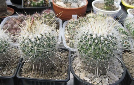 Thelocactus macdowellii