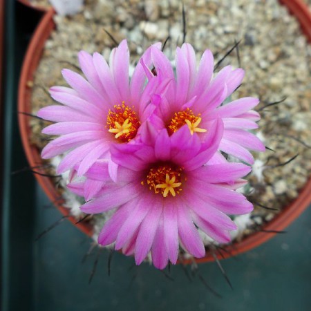 Turbinicarpus roseiflorus
