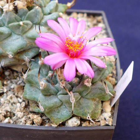 Turbinicarpus alonsoi
