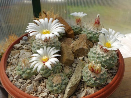 Strombocactus disciformis v. minimus