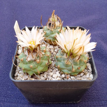 Turbinicarpus klinkeriamus, RS 272, Huizache