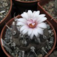 /album/turbinicarpus/tbc-polaskii-2-jpg/
