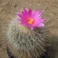 /album/thelocactus/thc-4318-jpg1/