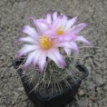 /album/thelocactus/thc-6312-jpg/